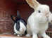 Two bunnies, price is for both Free to a good home