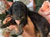 F1 Black and Tan mini Cockapoos 30dna health tested clear