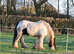 Ride and drive cob gelding for loan