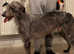 Bedlington whippet greyhound dog