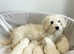 COTON noodles puppies