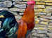 BLACK COPPER MARAN HATCHING EGGS