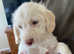 Beautiful F1 Champage Labradoodle puppies