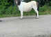 Shetland gelding