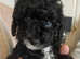 Cockapoo puppies ready now