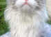 Beautiful Maine Coon Girl | Ready to be adopted