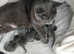 Beautiful Russian Blue kittens 9 weeks with 5 weeks insurance