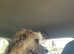 Kids Family Dog