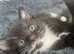 2 kittens  left