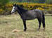 Registered NF Gelding