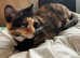 MISSING CAT NEWPORT PAGNELL