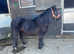 A cracking Shetland