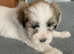 Lhasa apso x Lhasa apso x terrier