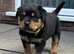 Chunky Rottweilers