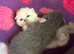 British shorthair kittens