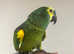 Talking Cuddly Super Tame Amazon Parrot,22