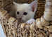 Pedigree,  registered 2x vaccinated,  vet checked Tonkinese girl