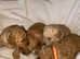 Toy poodles for sale (3 left)