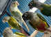Conures Glasgow