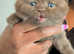 British Longhair CHOCOLATE & CINNAMON