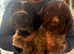 WIREHAIRED POINTER X SPRINGERS (Pingers)