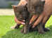 *RARE* brown kittens for sale