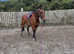4yo mare