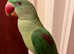 Beautiful talking baby alexandrine parrot