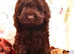 Beautiful Chocolate Cockapoo Puppies