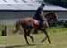Smart chunky 16/16.1h 6yo 2019 ex Pt2Pt Irish chestnut TB gelding ***
