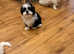 2 Adorable Bichon Havanese Puppies