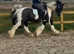 Traditional cob 7 years 14hh