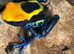 Dart Frogs for Sale - Collection in Kent (Rare Morphs Available)
