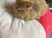 A litter of lion lops and 1 Himalayan lion head