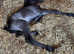 Stunning friesian X spotted saddle horse colt foal
