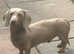 1 boy left READY NOW. ISSABELLA DAPPLED DACHSHUND PUPPIES FOR SALE