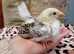 Sweet 4-Week-Old Serama Rooster Chick