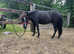 American Miniature Black Beauty