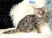 Beautiful Savannah Bengal Hybrid