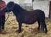Standard Shetland Gelding 2 year Old
