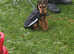 Re advertising  Lakeland terrier Bitch, STILL LOOKING FOR A NEW HOME