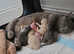BSH MUNCHKIN /velvet coat sphinx.