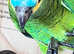 Beautiful young blue fronted Amazon parrot