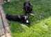 Bedlington whippet x saluki whippet greyhound puppies