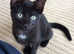 Female black cat