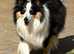 Beautiful tri Shetland sheepdog bitch