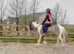 Highland cross cob gelding