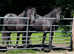 Fell Pony Fillies x 2