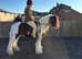 Coloured gelding 12.2 hh
