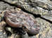 Nic T+ Blizzard CA Dwarf Boa (Nic T+ / RDR Anery),cb24.